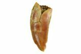 Serrated, Raptor Tooth - Real Dinosaur Tooth #144647-1